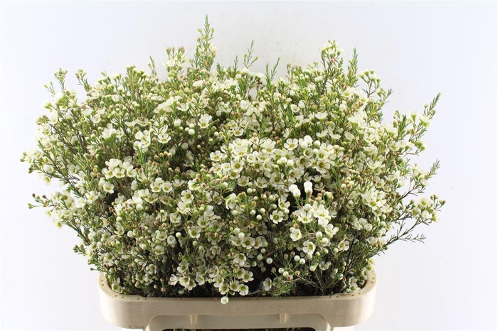 <h4>Chamelaucium Crystal Pearl White</h4>