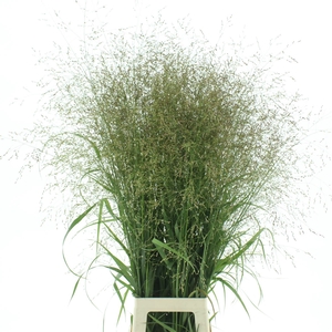 Panicum Vanilla Splash