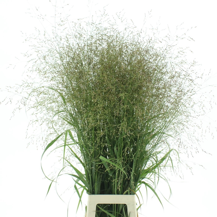 <h4>Panicum Vanilla Splash</h4>