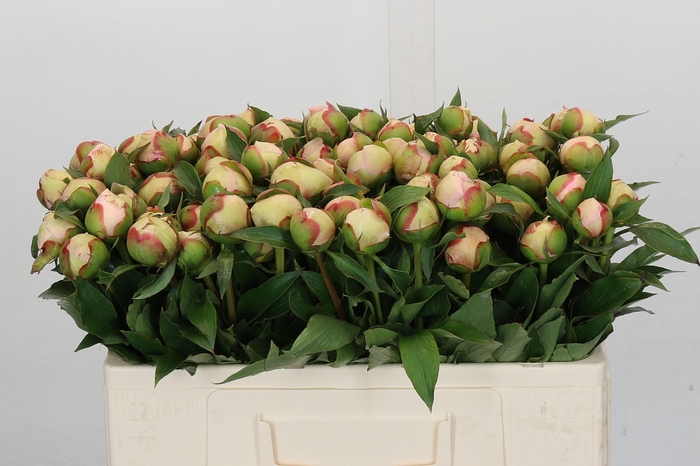 <h4>Paeonia Noemi Demay</h4>
