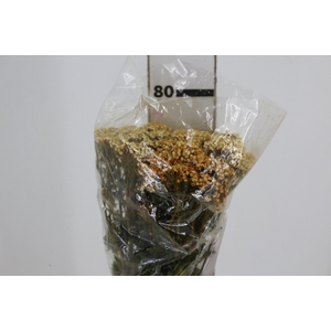 ACHILLEA 070 CM
