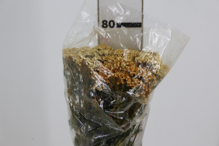 <h4>ACHILLEA 070 CM</h4>