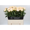 Paeonia In Full Sail