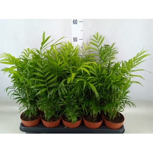 Chamaedorea elegans