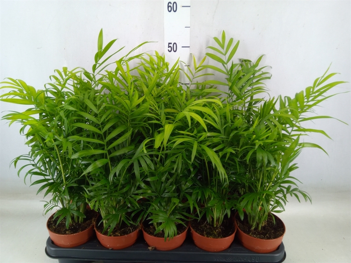 <h4>Chamaedorea elegans</h4>