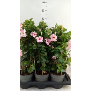 Mandevilla am. 'Sundav Cream Pink'