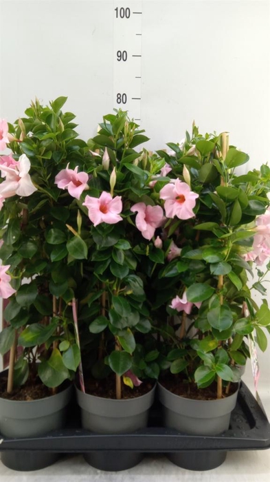 <h4>Mandevilla am. 'Sundav Cream Pink'</h4>