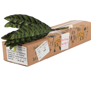 Calathea Insignius