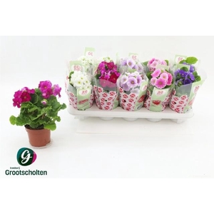 PRIM OB SWEETK A GEM