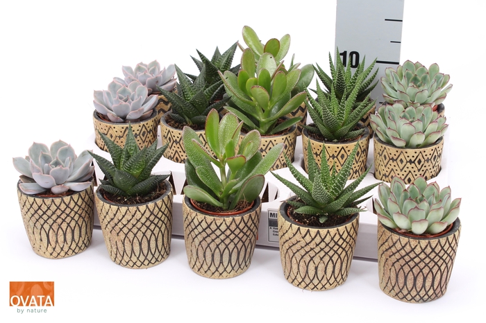 <h4>SUCC GEM 5 SRT</h4>