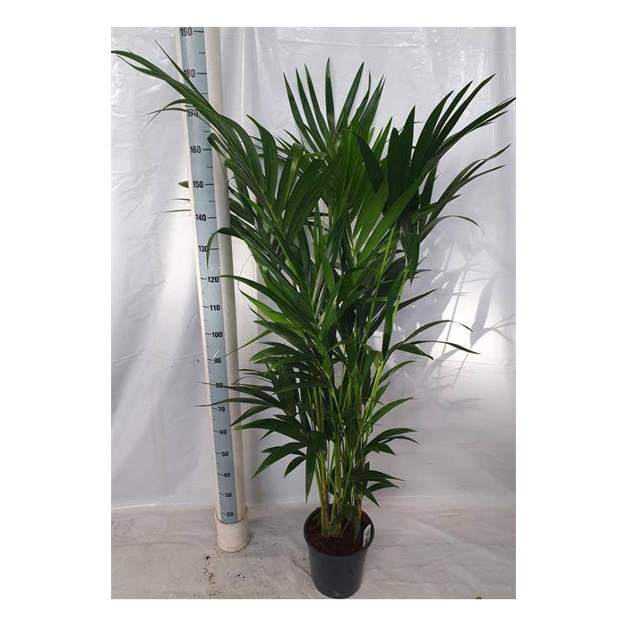<h4>Howea forsteriana 27Ø 180cm 10pp</h4>