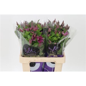 Clematis Kyiv Dark Pink