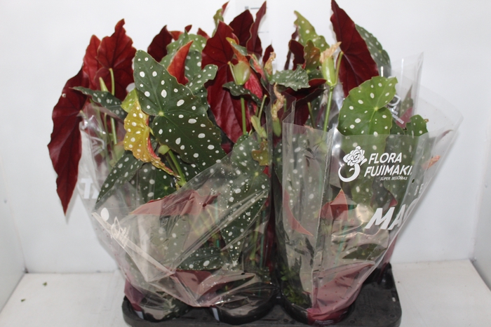 <h4>BEGONIA MACULATA P15 PO</h4>