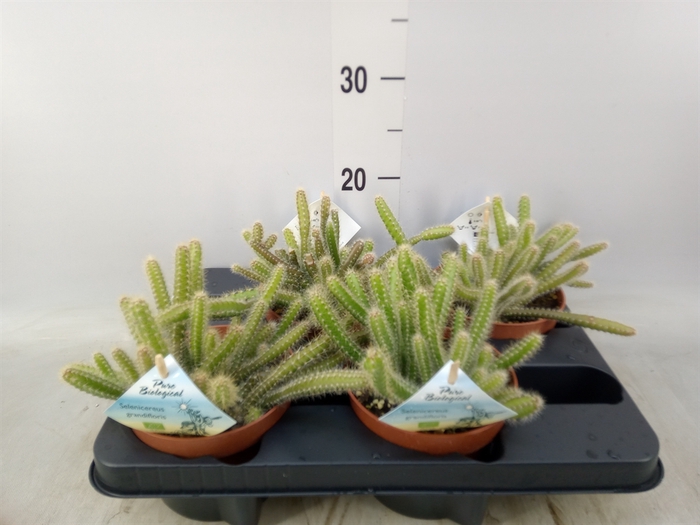 <h4>Cactus   ...mix</h4>