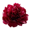 Paeonia Red Sarah Bernhardt