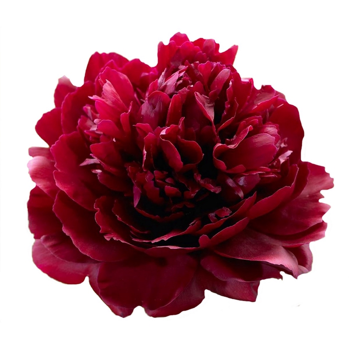 <h4>Paeonia Red Sarah</h4>