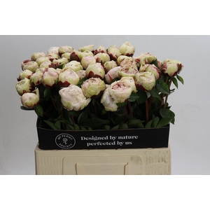 Paeonia Class Act