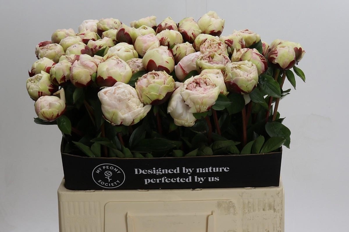 <h4>Paeonia Class Act</h4>