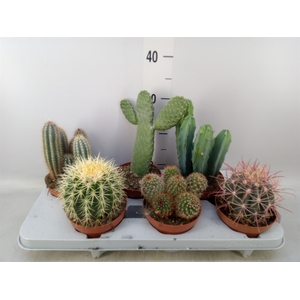 Cactus   ...mix