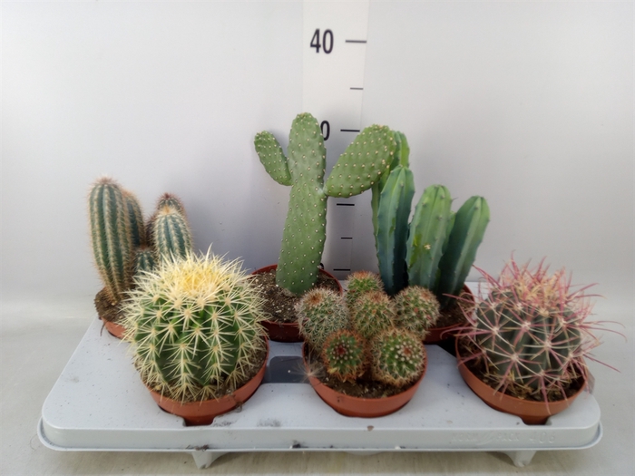 <h4>Cactus   ...mix</h4>