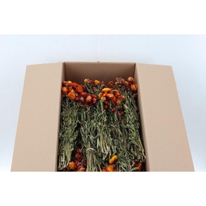 Helichrysum Dried Oranje 100gr