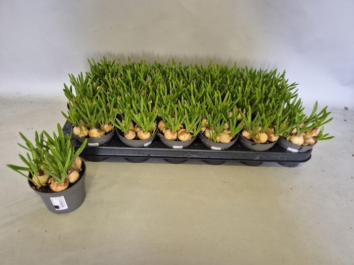 <h4>MUSCAR ATLANTIC</h4>