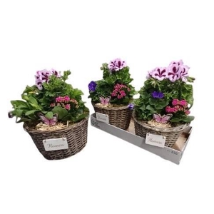 ARR TUINPLANTEN H%