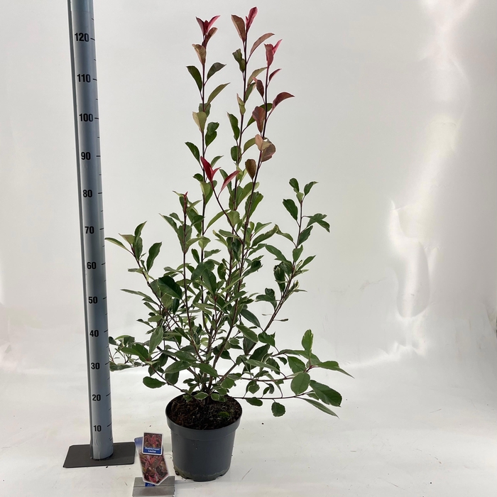 <h4>Photinia fraseri Louise ('McLarlou'PBR)</h4>