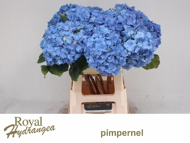 <h4>HYDR M CH PIMPERNEL</h4>