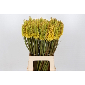 Kniphofia Sunningdale Yellow