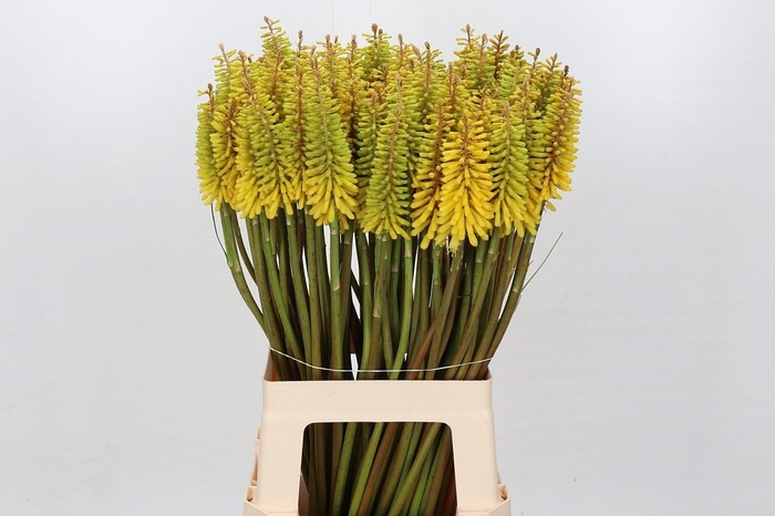 <h4>Kniphofia Sunningdale Yellow</h4>