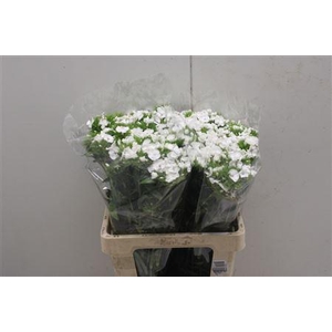 Dianthus Ba White Duke