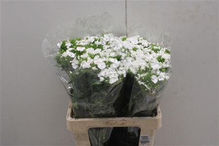 <h4>Dianthus Ba White Duke</h4>