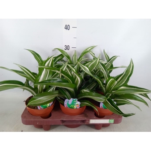 Dracaena frag. 'Jade Jewel'