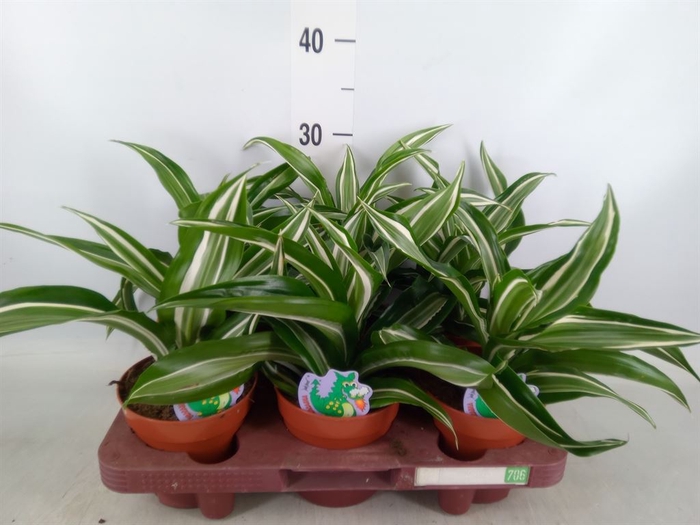 <h4>Dracaena frag. 'Jade Jewel'</h4>