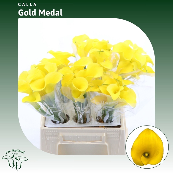 <h4>Calla Gold Medal</h4>