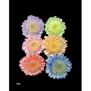 Chr T Stallion Dusty Mix 6 Colors