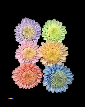 <h4>Chr T Stallion Dusty Mix 6 Colors</h4>