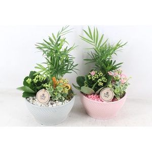 arr2 PL - Ker. lazaro schaal x3 - roze/wit