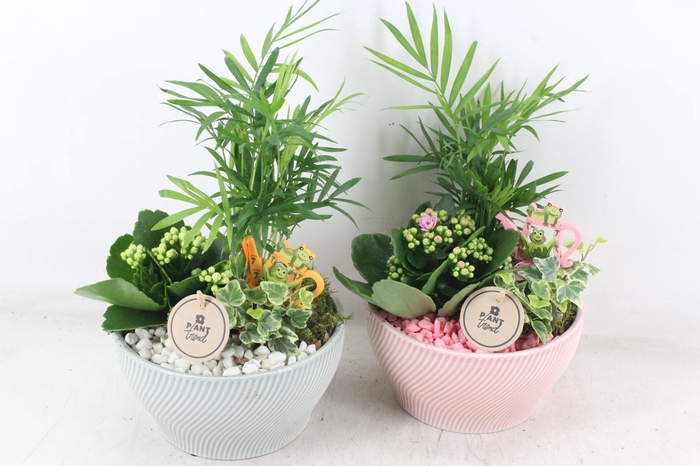 <h4>arr2 PL - Ker. lazaro schaal x3 - roze/wit</h4>