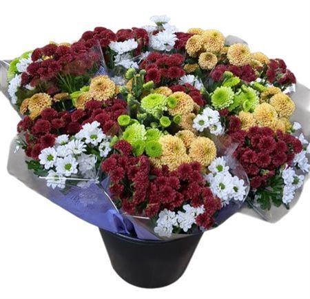 <h4>Chr San Gem In Bos</h4>