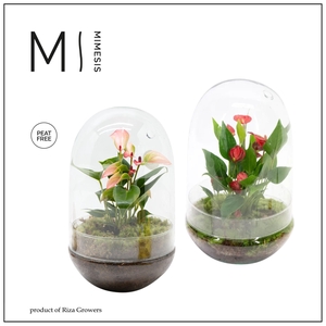 Mimesis Anthurium KARMA Mix - Terrarium Nature