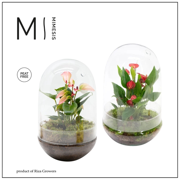<h4>Mimesis Anthurium KARMA Mix - Terrarium Nature</h4>