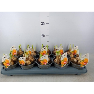 Narcissus LC 'Bright Corsage'