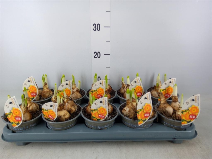 <h4>Narcissus LC 'Bright Corsage'</h4>