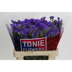 Limonium Crystal Dark Blue