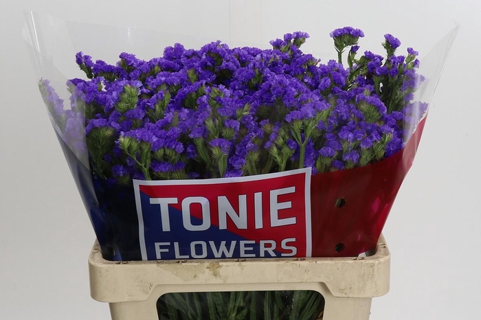 <h4>Limonium Crystal Dark Blue</h4>