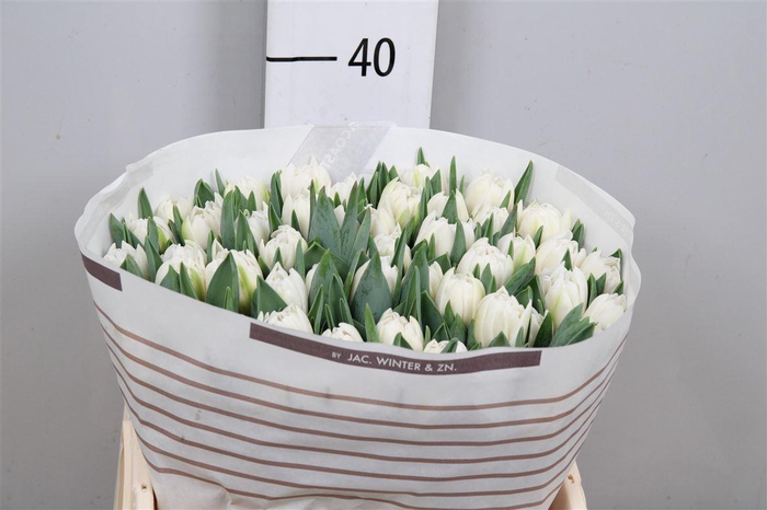 <h4>Tu Du White Foxtrot</h4>