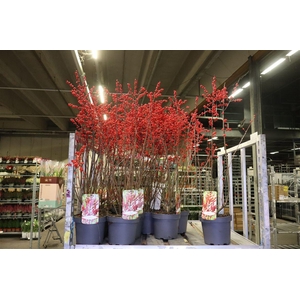 arr8 Ilex Verticillata