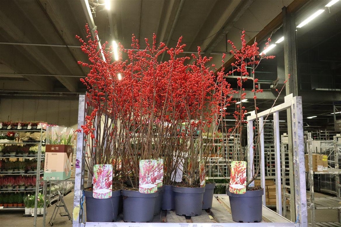 <h4>arr8 Ilex Verticillata</h4>